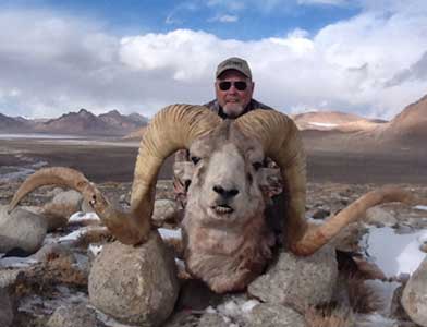 Marco Polo hunting in Tajikistan