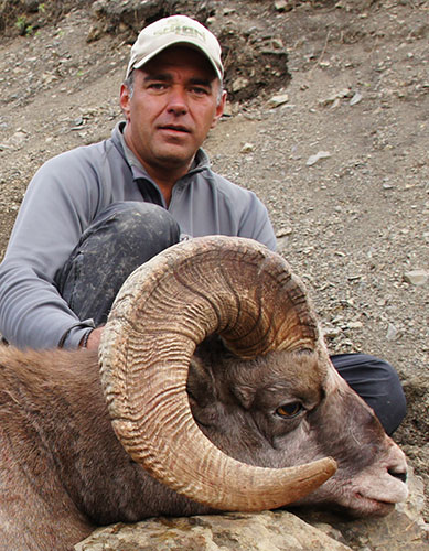 Kamchatka Bighorn Sheep